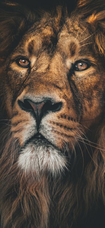lion, predator, muzzle Wallpaper 1170x2532