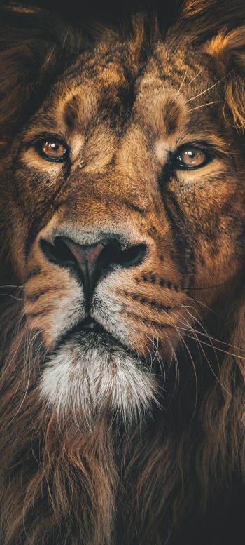 lion, predator, muzzle Wallpaper 1080x2400