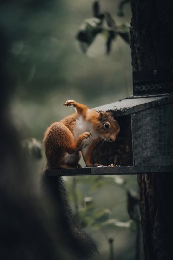 mammal, squirrel, wildlife Wallpaper 640x960