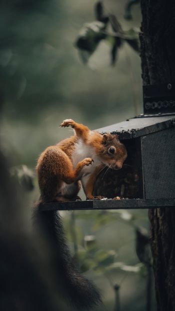 mammal, squirrel, wildlife Wallpaper 640x1136