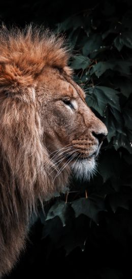 lion, mane, predator Wallpaper 1440x3040
