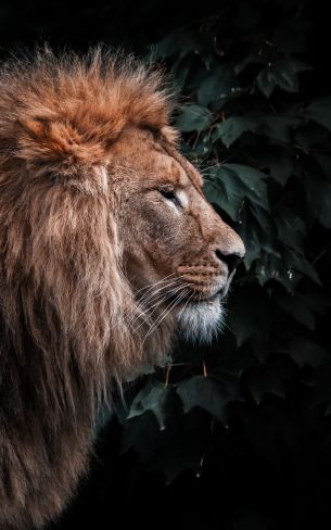 lion, mane, predator Wallpaper 1200x1920