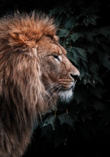 lion, mane, predator Wallpaper 1668x2388
