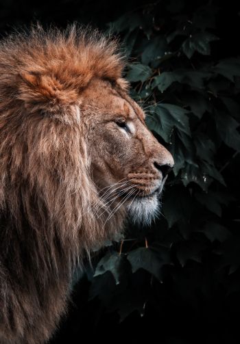 lion, mane, predator Wallpaper 1640x2360