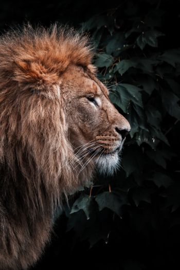 lion, mane, predator Wallpaper 640x960