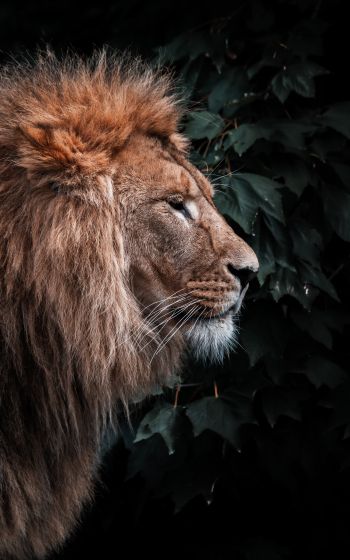 lion, mane, predator Wallpaper 1200x1920