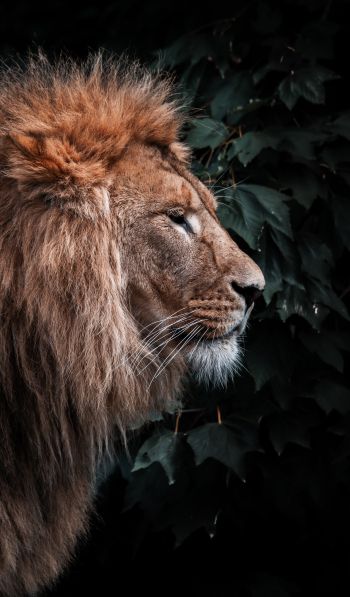 lion, mane, predator Wallpaper 600x1024
