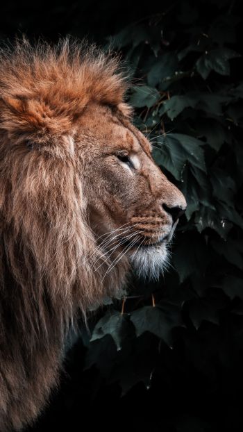 lion, mane, predator Wallpaper 1440x2560