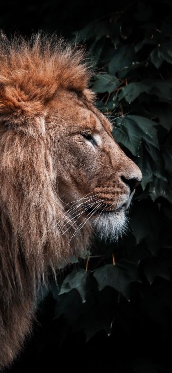 lion, mane, predator Wallpaper 1170x2532