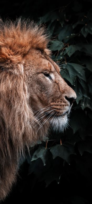 lion, mane, predator Wallpaper 1080x2400