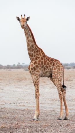 Обои 640x1136 млекопитающее, жираф, дикая природа