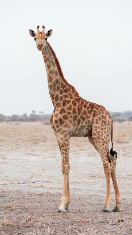 Обои 1080x1920 млекопитающее, жираф, дикая природа