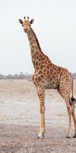 Обои 720x1440 млекопитающее, жираф, дикая природа