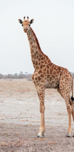 Обои 1440x2960 млекопитающее, жираф, дикая природа