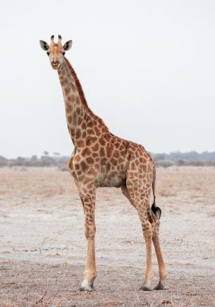 Обои 1668x2388 млекопитающее, жираф, дикая природа