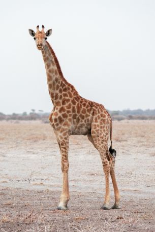 Обои 2432x3648 млекопитающее, жираф, дикая природа