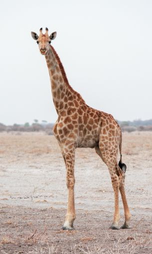 Обои 1200x2000 млекопитающее, жираф, дикая природа