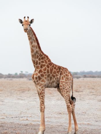 Обои 1620x2160 млекопитающее, жираф, дикая природа