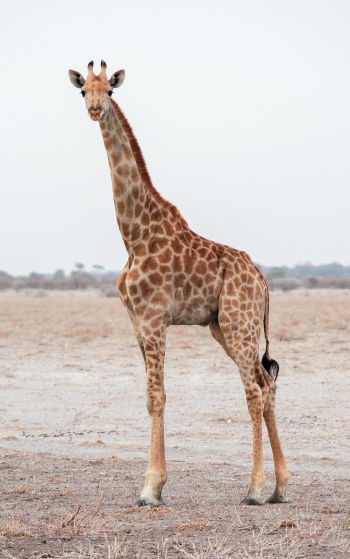 Обои 1752x2800 млекопитающее, жираф, дикая природа