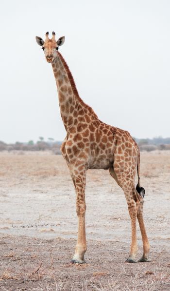 Обои 600x1024 млекопитающее, жираф, дикая природа