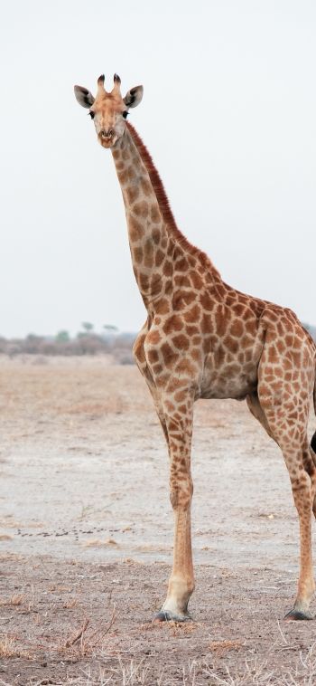 Обои 1080x2340 млекопитающее, жираф, дикая природа