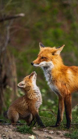 lisa, wildlife Wallpaper 640x1136