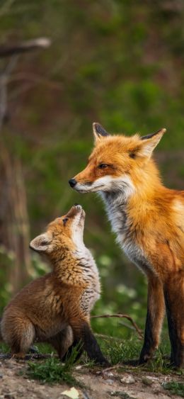 lisa, wildlife Wallpaper 1080x2340