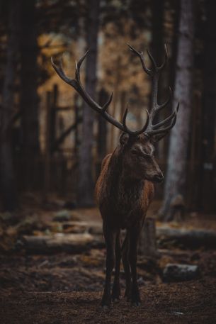 deer, mammal, dark Wallpaper 5464x8192