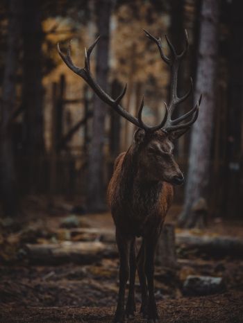 deer, mammal, dark Wallpaper 1668x2224