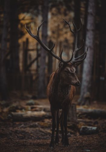 deer, mammal, dark Wallpaper 1668x2388