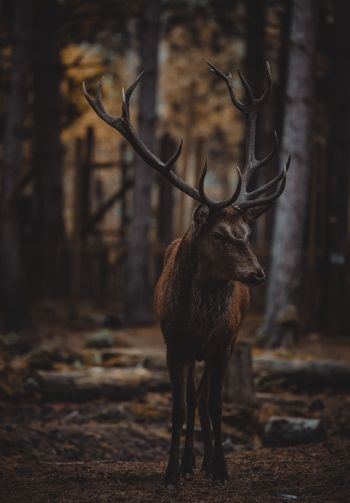 deer, mammal, dark Wallpaper 1640x2360