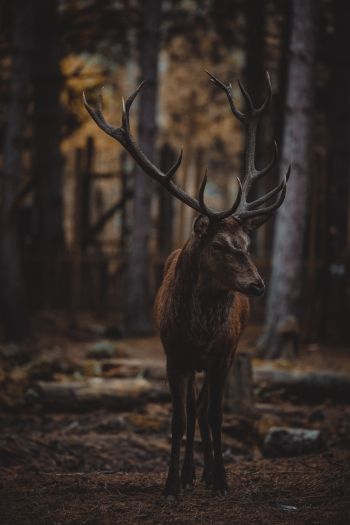 deer, mammal, dark Wallpaper 640x960