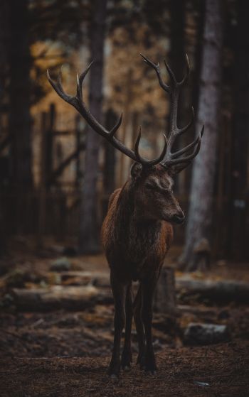 deer, mammal, dark Wallpaper 1752x2800