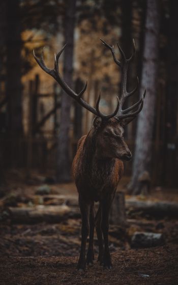 deer, mammal, dark Wallpaper 1600x2560