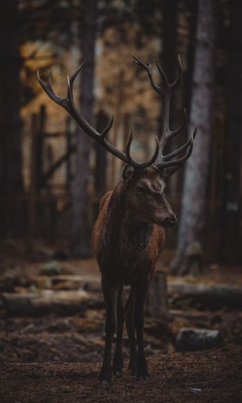 deer, mammal, dark Wallpaper 1200x2000