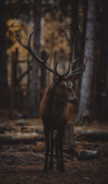 deer, mammal, dark Wallpaper 600x1024