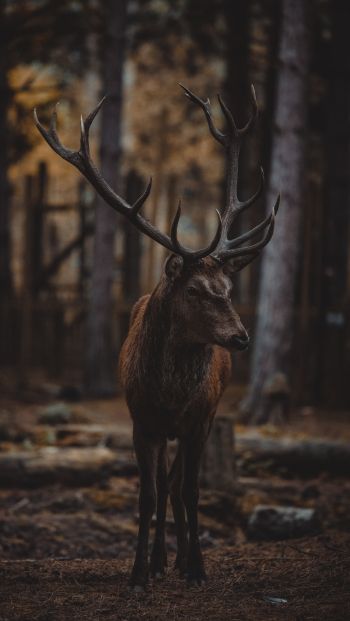 deer, mammal, dark Wallpaper 640x1136