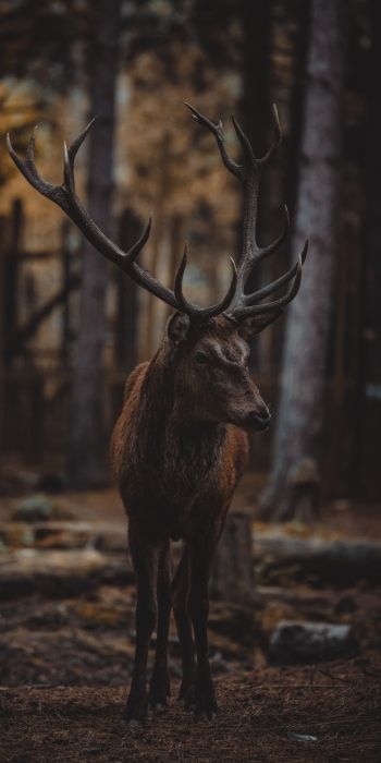deer, mammal, dark Wallpaper 720x1440