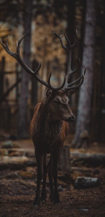 deer, mammal, dark Wallpaper 1080x2220
