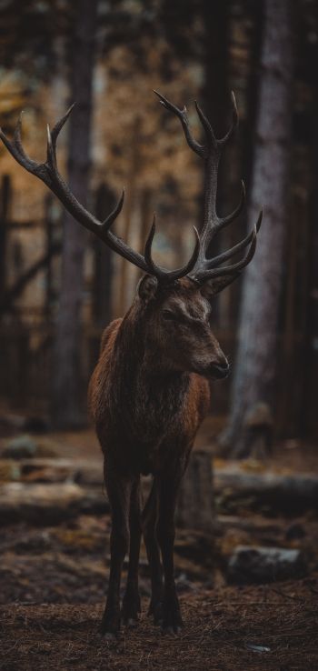 deer, mammal, dark Wallpaper 1440x3040