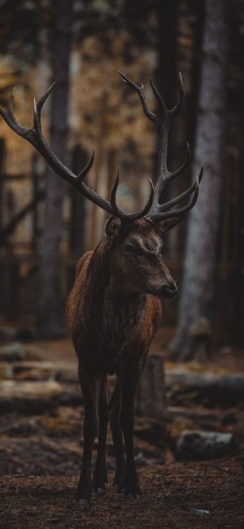 deer, mammal, dark Wallpaper 1080x2340