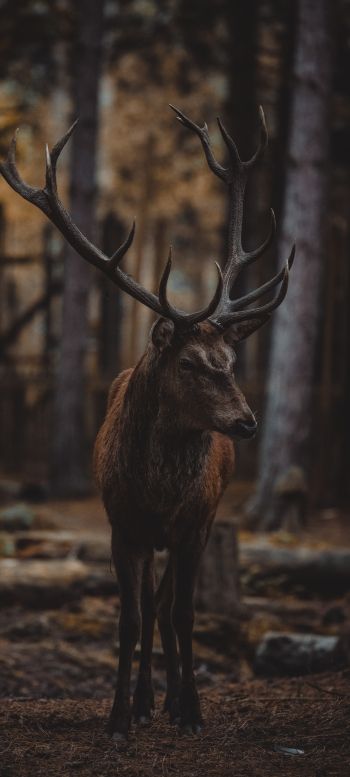 deer, mammal, dark Wallpaper 1440x3200