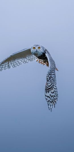 owl, wildlife, blue Wallpaper 1080x2220