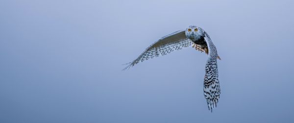 owl, wildlife, blue Wallpaper 3440x1440