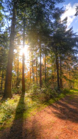 years old, path, sunlight Wallpaper 640x1136