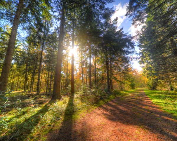years old, path, sunlight Wallpaper 1280x1024
