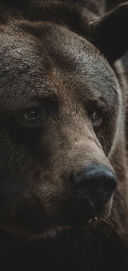 Обои 720x1520 бурый медведь, хищник, коричневый