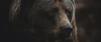 brown bear, predator, brown Wallpaper 3440x1440