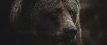 brown bear, predator, brown Wallpaper 2560x1080