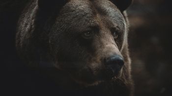 Обои 1920x1080 бурый медведь, хищник, коричневый